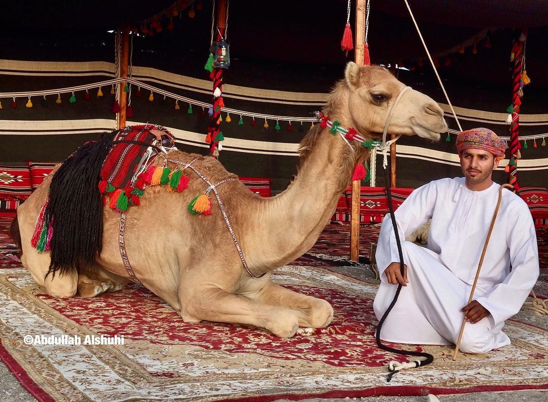 Camel Beauty Contest in Oman: An Unforgettable Experience